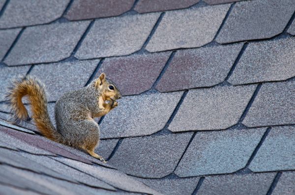 Omaha Wildlife Removal