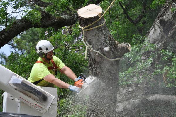 Omaha Tree Trimming